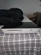 Sony NSZ-GT1 Blu-ray Player